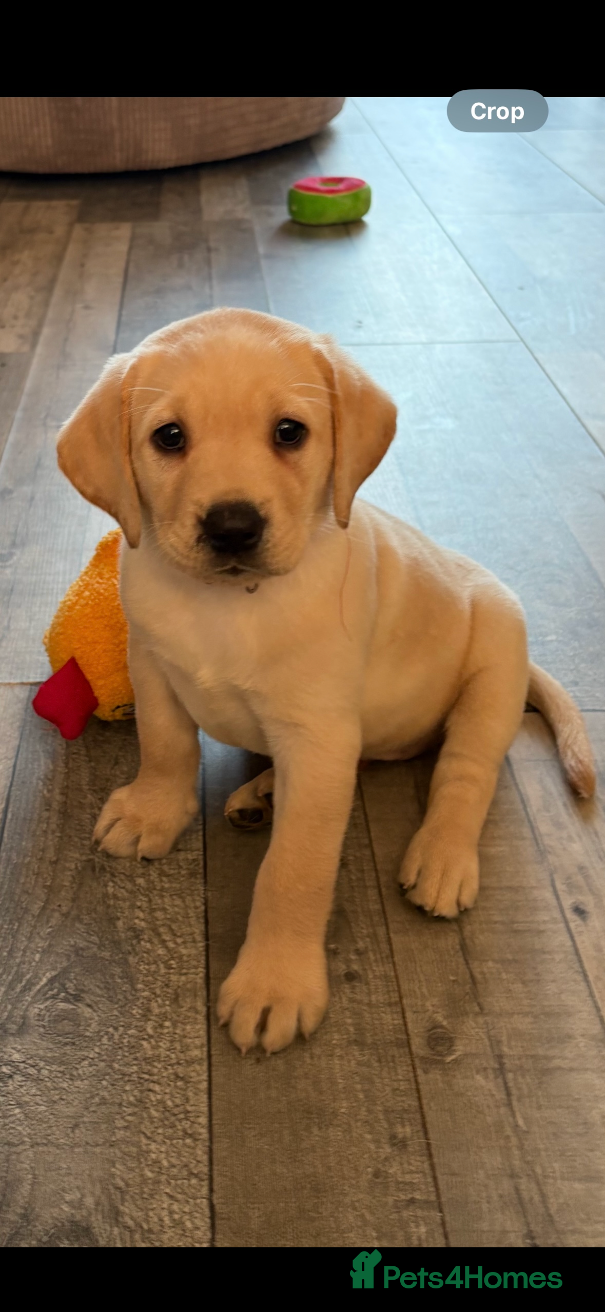 Labrador Retriever dogs Stunning litter of Labrador puppies - Advert 17