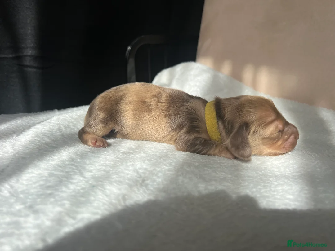 Miniature Dachshund dogs for sale: Stunning Long Haired Mini Dachshund Puppies  - Advert 11