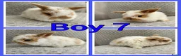 Mini Lop rabbits for sale: Mini lop babies  - Advert 7