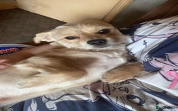 Mixed Breed dogs for sale: Romeo - Image 2