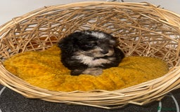 Miniature Poodle dogs for sale: 3 beautiful miniature poodles  - Image 3