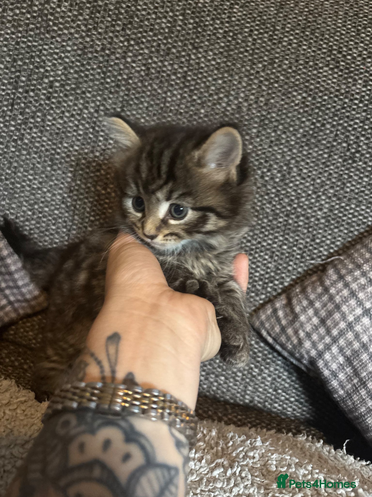 British Longhair cats for sale: Luna’s beautiful British longhair kittens 🐾🥰 in Bury Saint Edmunds - Advert 1