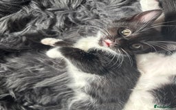 Maine Coon cats for sale: Twin Tuxedo Maine coon x BSH kitten girls - Image 11