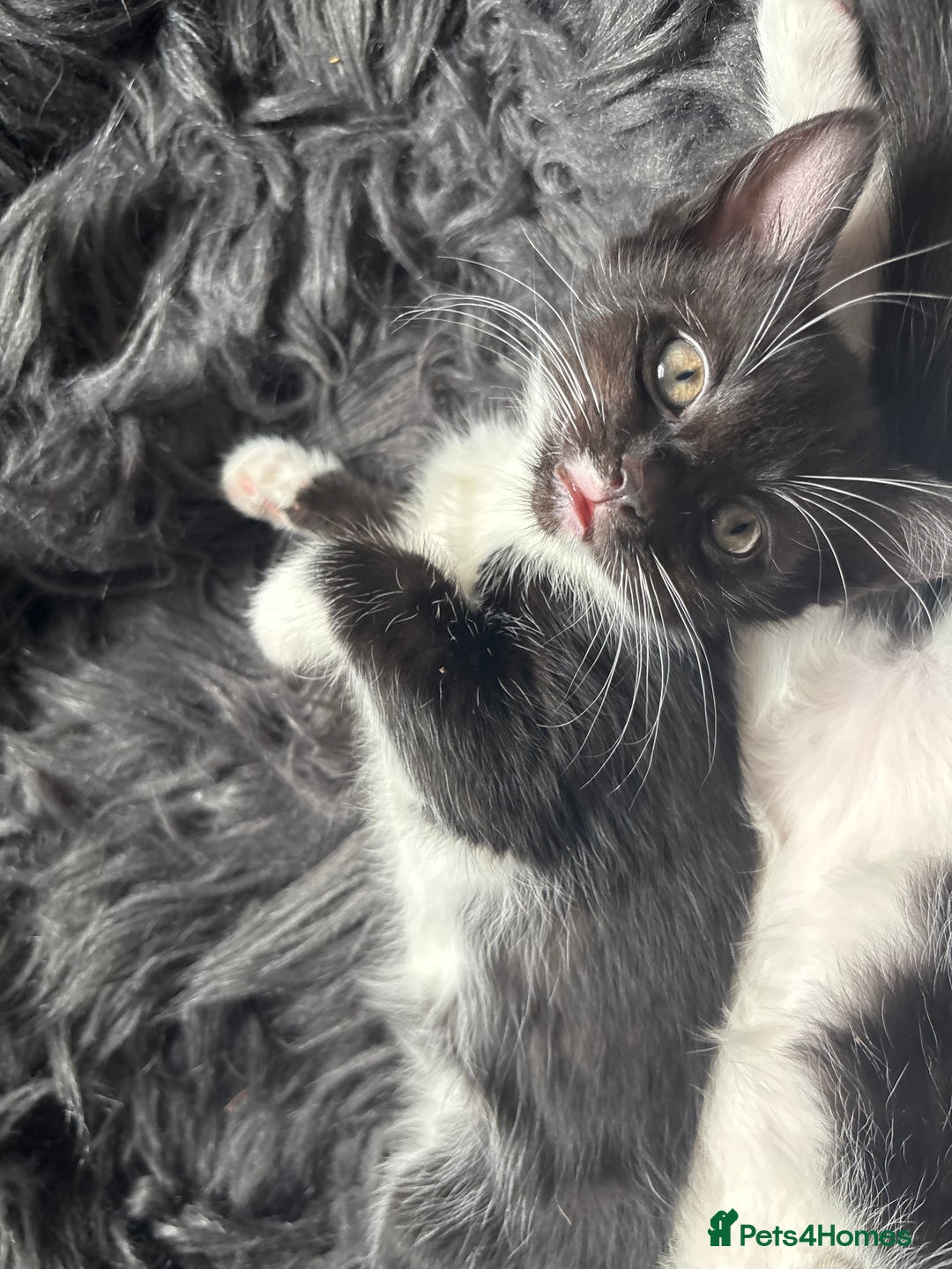 Maine Coon cats for sale: Twin Tuxedo Maine coon x BSH kitten girls - Image 11