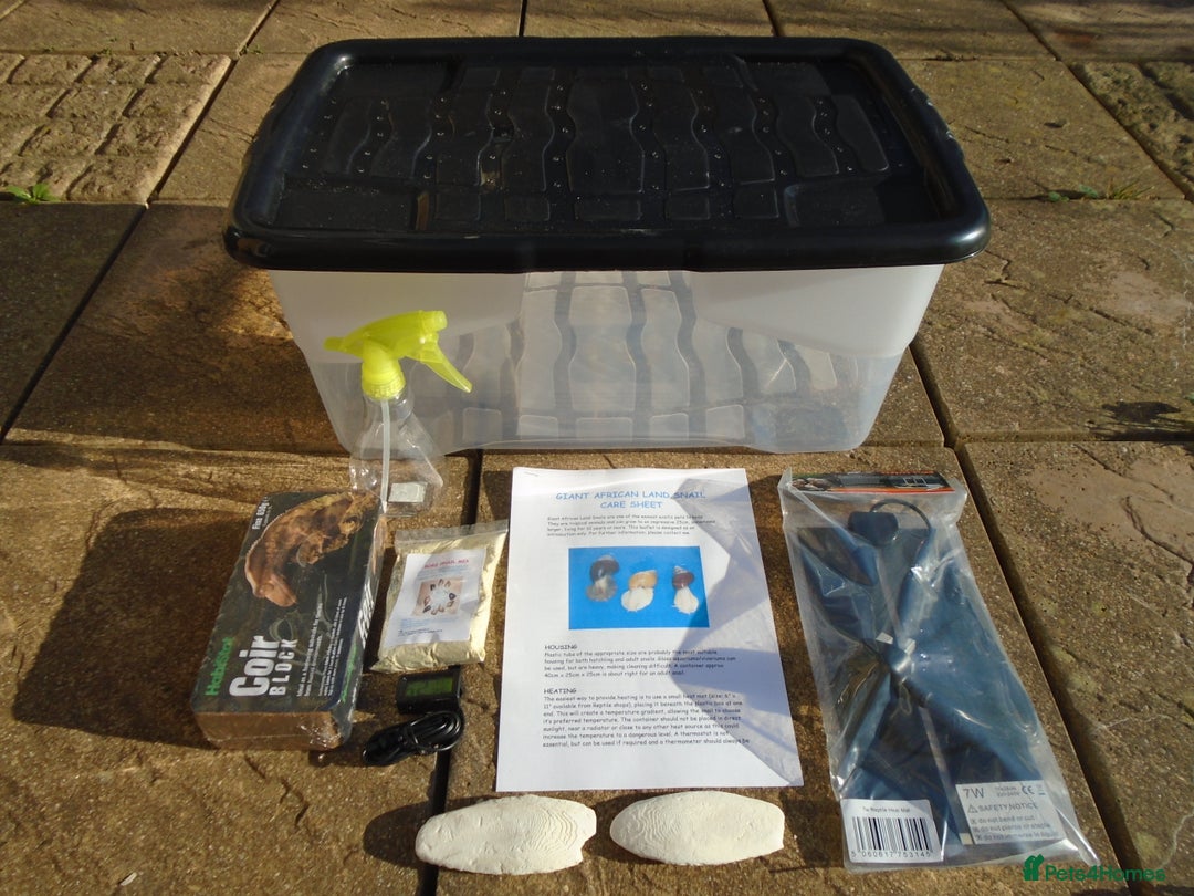 Snails invertebrates for sale: GIANT AFRICAN LAND SNAIL ADULT KIT - Image 2