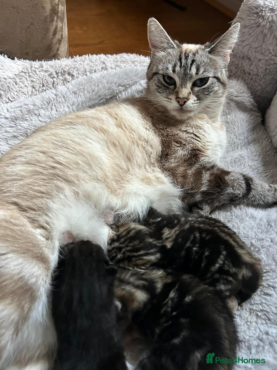 Mixed Breed cats for sale: Adorable kittens FOR SALE - Advert 11