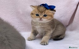 British Shorthair cats for sale: 💕Pedigree GCCF blue golden British shorthair - Image 21