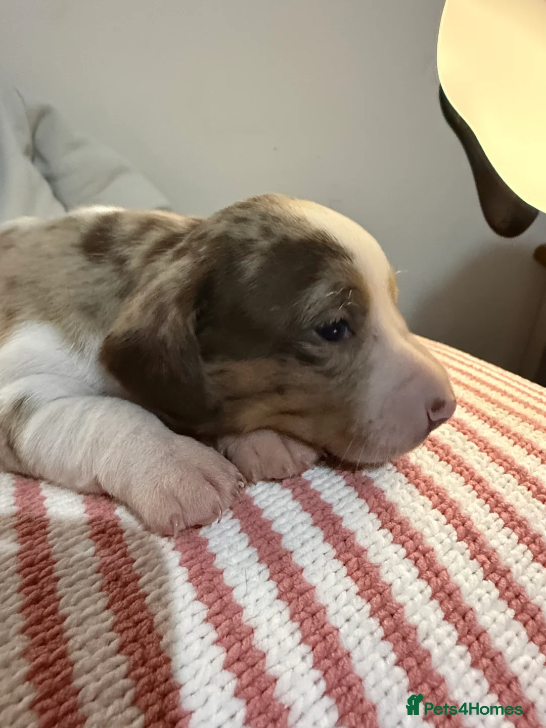 Dachshund dogs for sale: Dachshund puppies boys and girls  - Advert 2