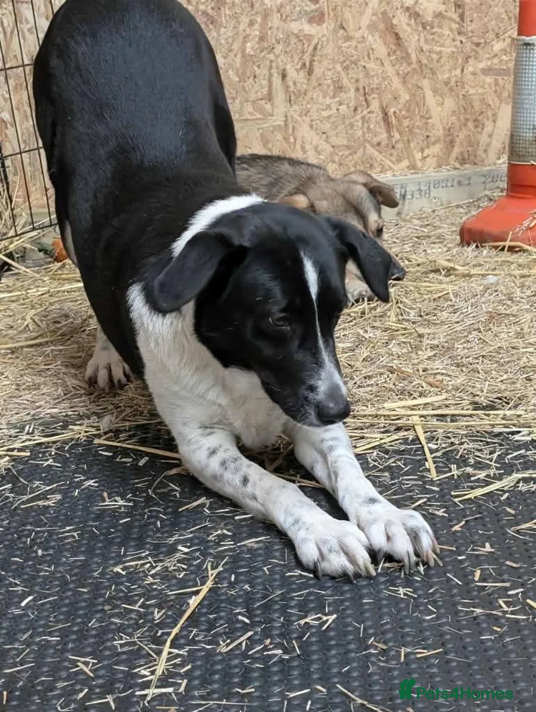 Mixed Breed dogs for adoption: Meet Coco, currently residing in Essex in Frinton-on-Sea - Advert 2