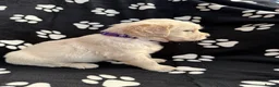 Golden Retriever dogs for sale: Kennel Club Health Tested Golden Retriever Puppies - Advert 34