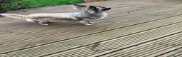Chihuahua dogs for sale: Male Long Haired Chihuahua! - Advert 4