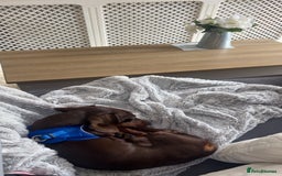 Dachshund dogs for sale: Dahschund - Image 3