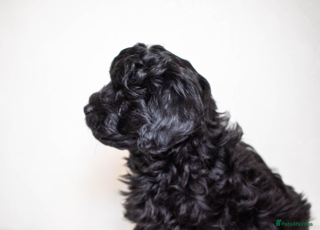 Mixed Breed dogs for sale: Havapoo. F1. Super healthy. - Image 7