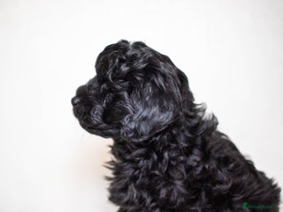 Mixed Breed dogs Toy poodle x Havanese. F1. Boy. - Advert 2