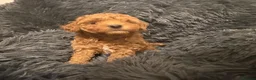 Cavapoochon dogs for sale: Therapy Puppies  - Advert 12