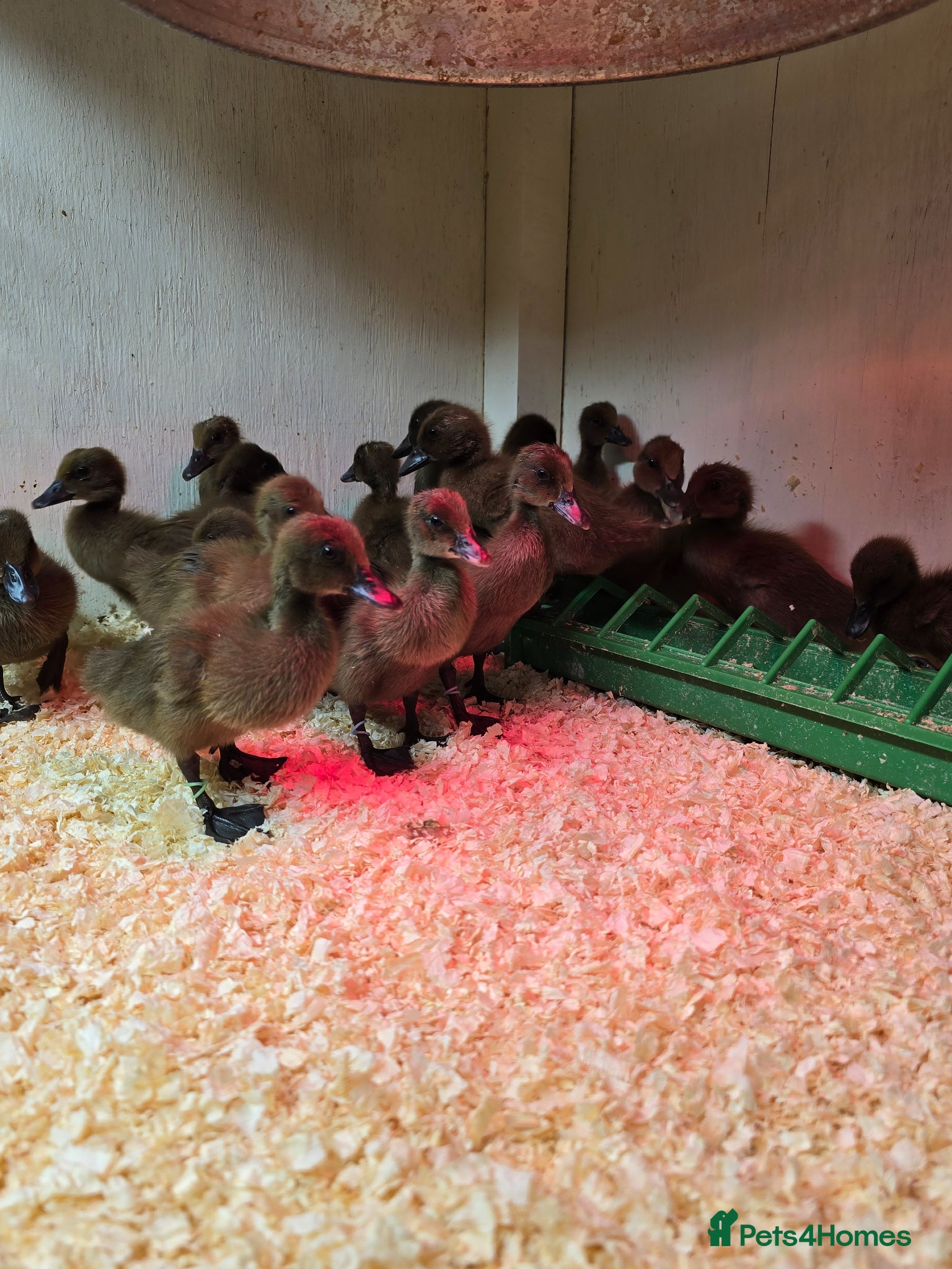 Ducks poultry Khaki Campbell ducklings  - Advert 15