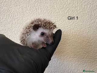 Pygmy Hedgehog rodents African Pygmy baby hedgehogs for sale - Advert 3