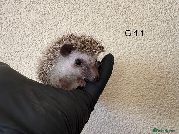 Pygmy Hedgehog rodents African Pygmy baby hedgehogs for sale - Advert 1