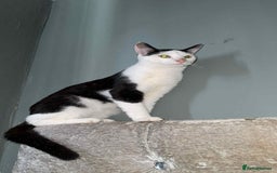 Mixed Breed cats for sale: Kittens for sale 6 months old  - Image 2