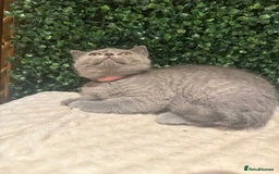 British Shorthair cats for sale: 💕British Shorthair Blue Kittens💕 - Image 9
