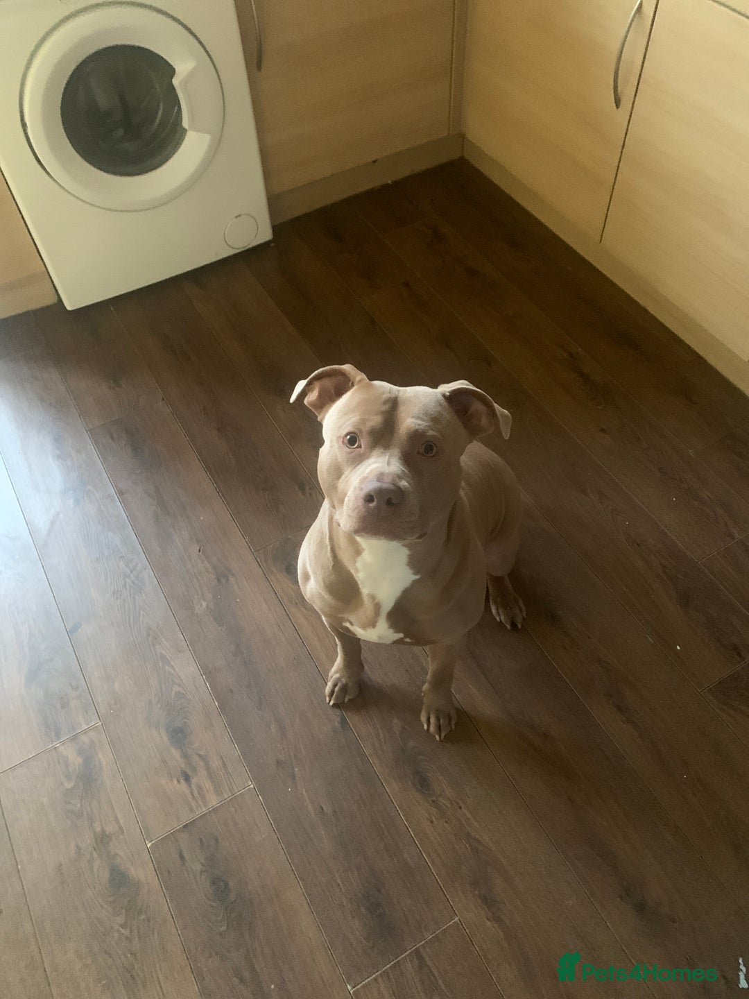 Mixed Breed dogs for sale: Lorenzo  - Advert 1