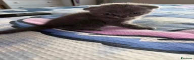 Scottish Fold 4