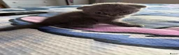 Scottish Fold cats for sale: Scottish with folded and straight ears kittens in Ilford - Advert 9