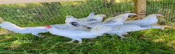 Chickens poultry for sale: Hybrid Hen Chickens For Sale Light Sussex Leghorn in Tonbridge - Advert 2