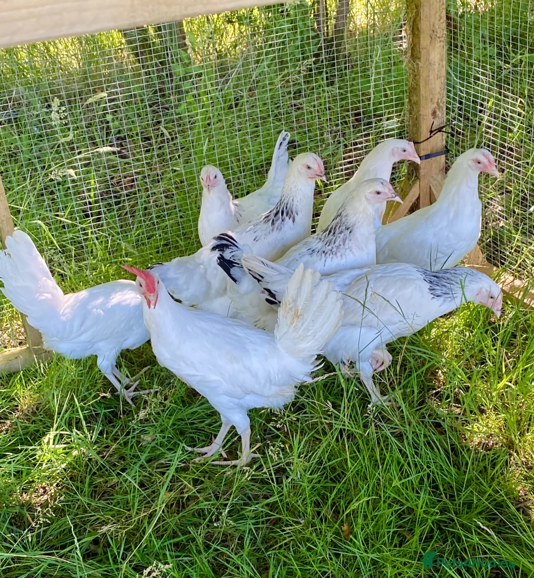 Chickens poultry for sale: Hybrid Hen Chickens For Sale Light Sussex Leghorn in Tonbridge - Advert 2