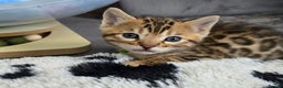 Bengal cats for sale: TICA Champion 2 boys available for reservation! - Advert 25