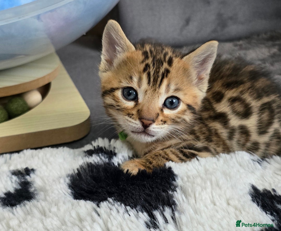 Bengal cats for sale: TICA Champion 2 boys available for reservation! - Advert 25