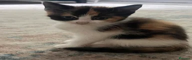 Mixed Breed Kitten 2