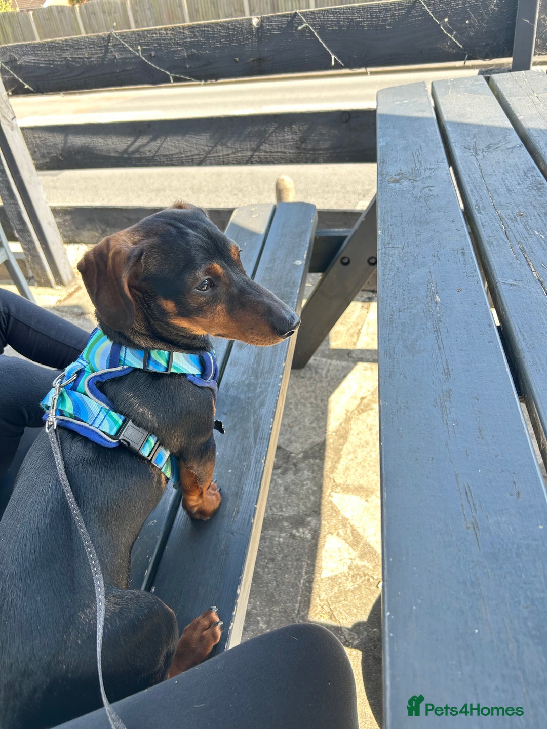 Dachshund dogs for sale: Male Dachshund  - Image 4