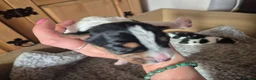 Jack Russell dogs for sale: Jack Russell puppies  - Advert 5