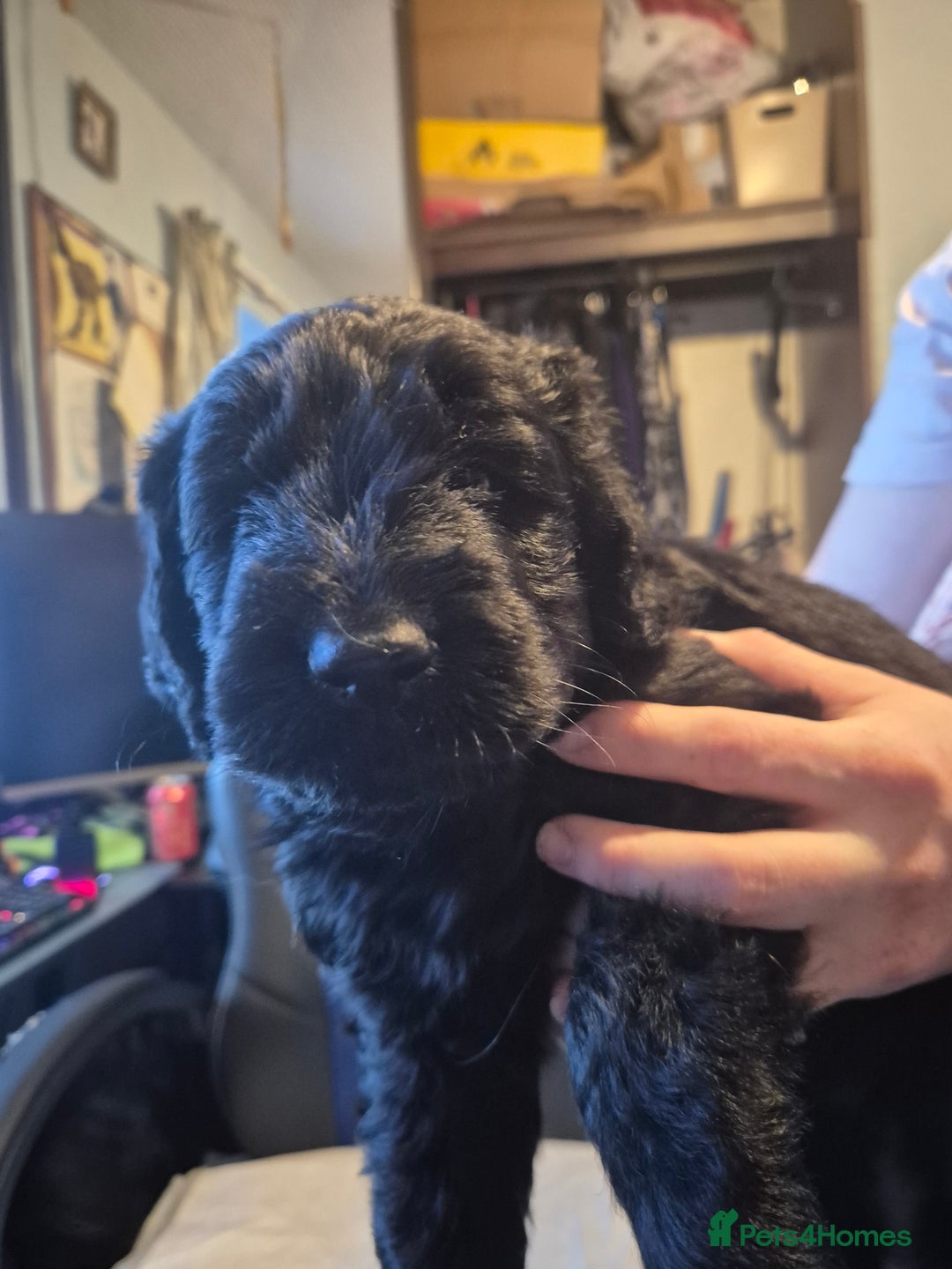 Mixed Breed dogs for sale: Stunning Litter of Labradoodle x Pyrenees - Advert 8