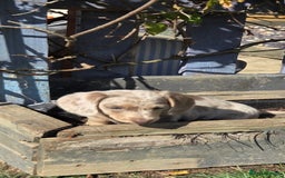 Dachshund dogs for sale: Dachshund puppies  - Image 6