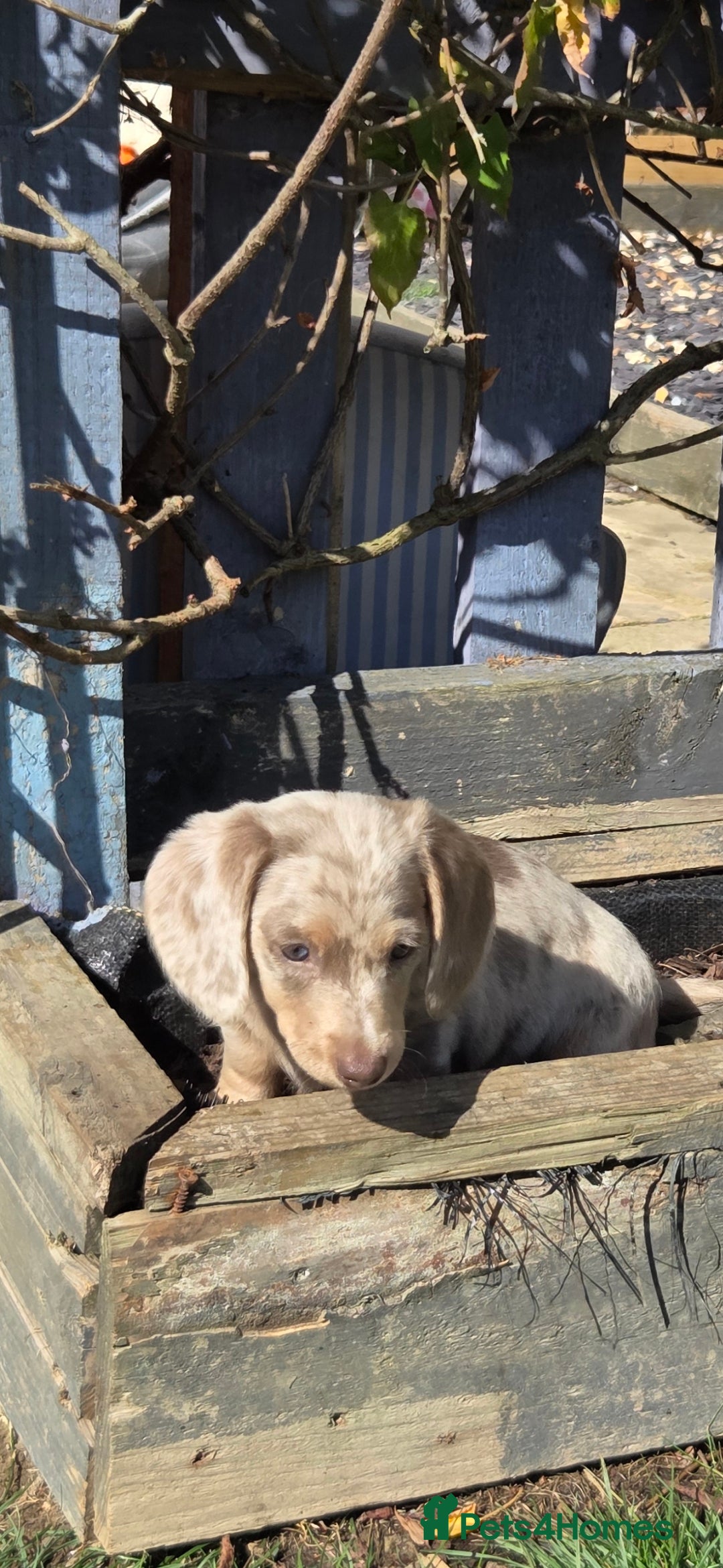 Dachshund dogs for sale: Dachshund puppies  - Image 6