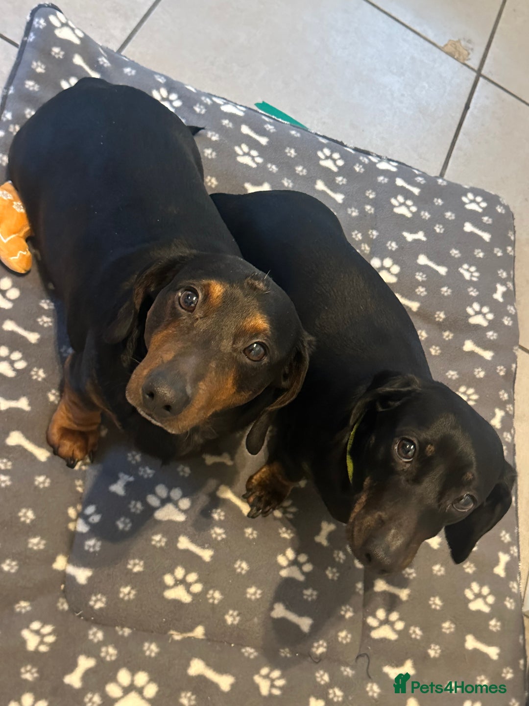 Dachshund dogs for sale: Dachshunds Pair | BEAUTIFUL!  - Advert 3