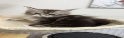Maine Coon cats for sale: Purebred black sliver maincoon - Advert 6