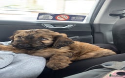 Mixed Breed dogs for sale: brownie  - Image 2
