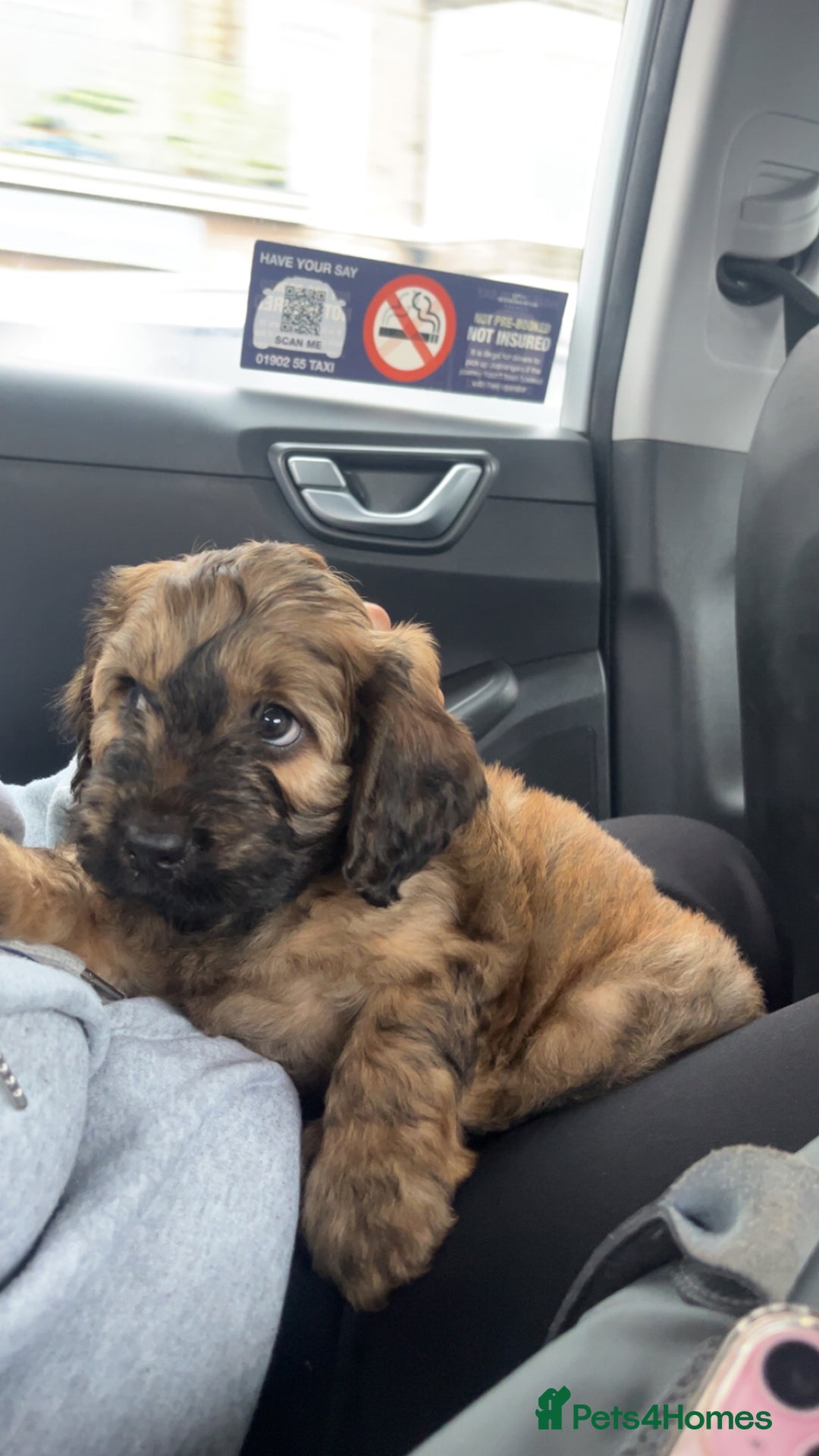 Mixed Breed dogs for sale: brownie  - Image 2