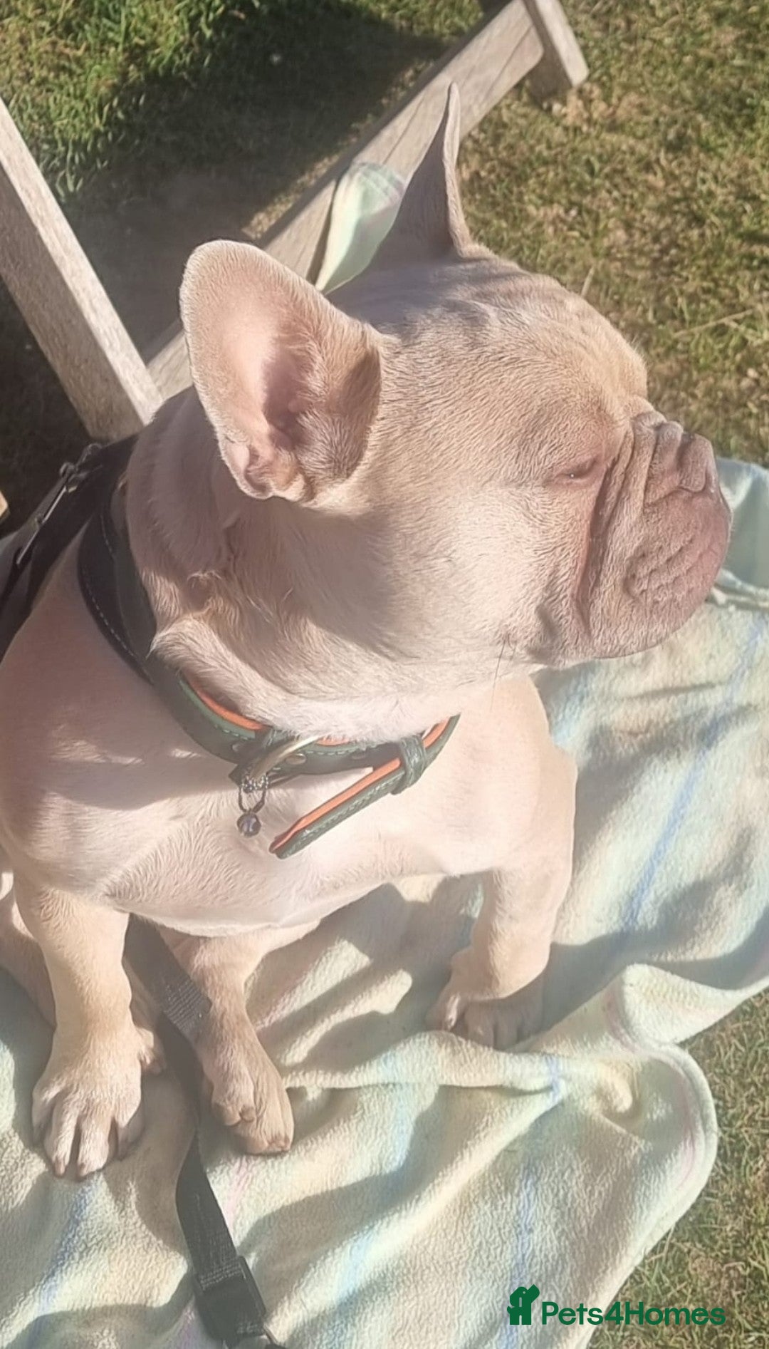 French Bulldog dogs for stud: Pato the French Bulldog for Stud. - Advert 4