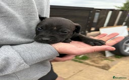 Mixed Breed dogs for sale: Outstanding quality litter of twelve pups - Image 2