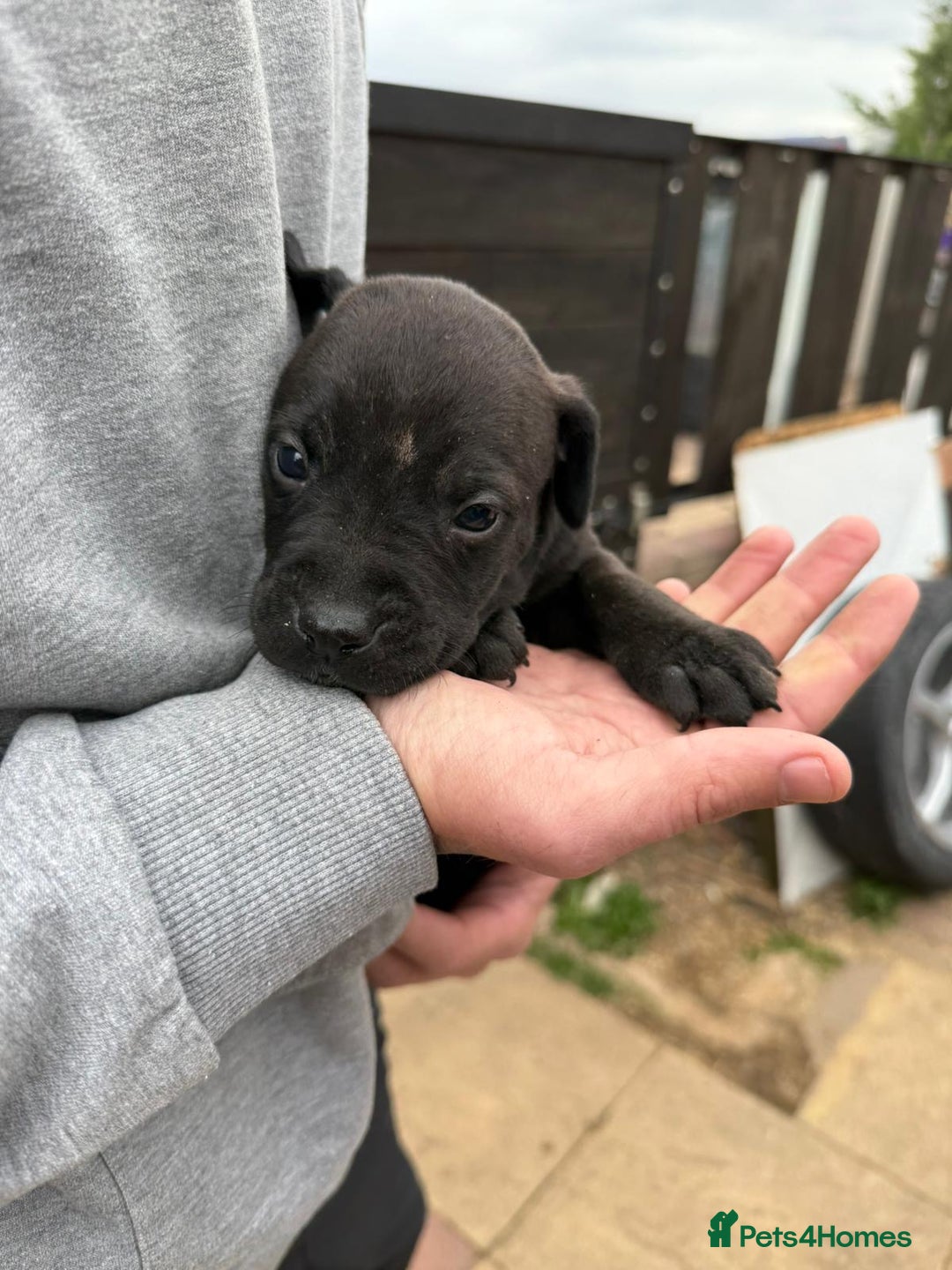 Mixed Breed dogs for sale: Outstanding quality litter of twelve pups - Image 2