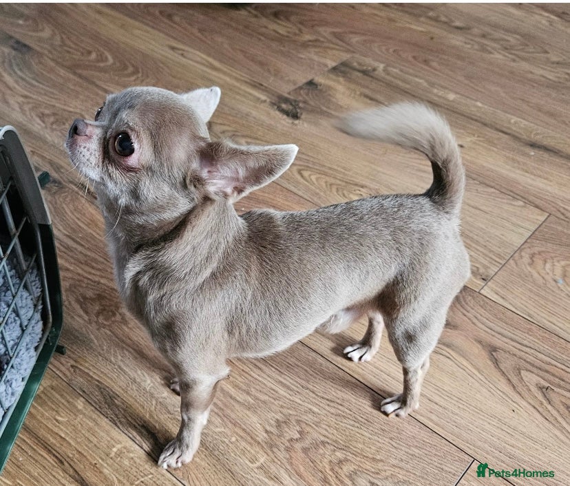 Chihuahua dogs STUNNING KC LILAC BOY FOR STUD DUTIES  in Birmingham - Advert 5