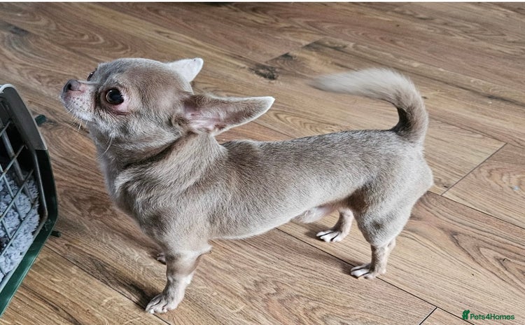 Chihuahua dogs in Birmingham - Advert 15