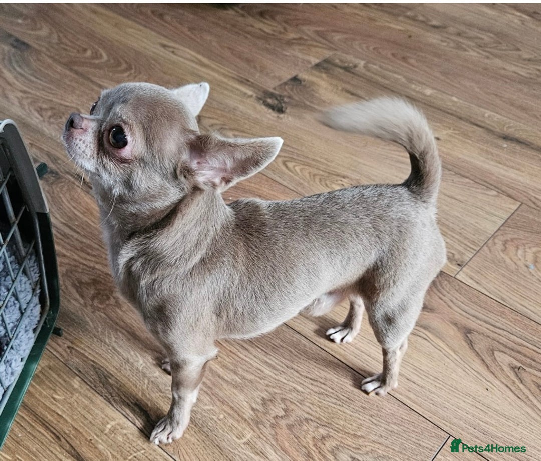 Chihuahua dogs for stud: STUNNING KC LILAC BOY FOR STUD DUTIES  in Birmingham - Advert 1