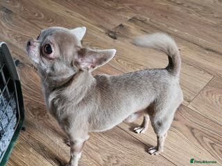 Chihuahua dogs STUNNING KC LILAC BOY FOR STUD DUTIES in Birmingham - Advert 15