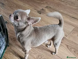 Chihuahua dogs STUNNING KC LILAC BOY FOR STUD DUTIES in Birmingham - Advert 6