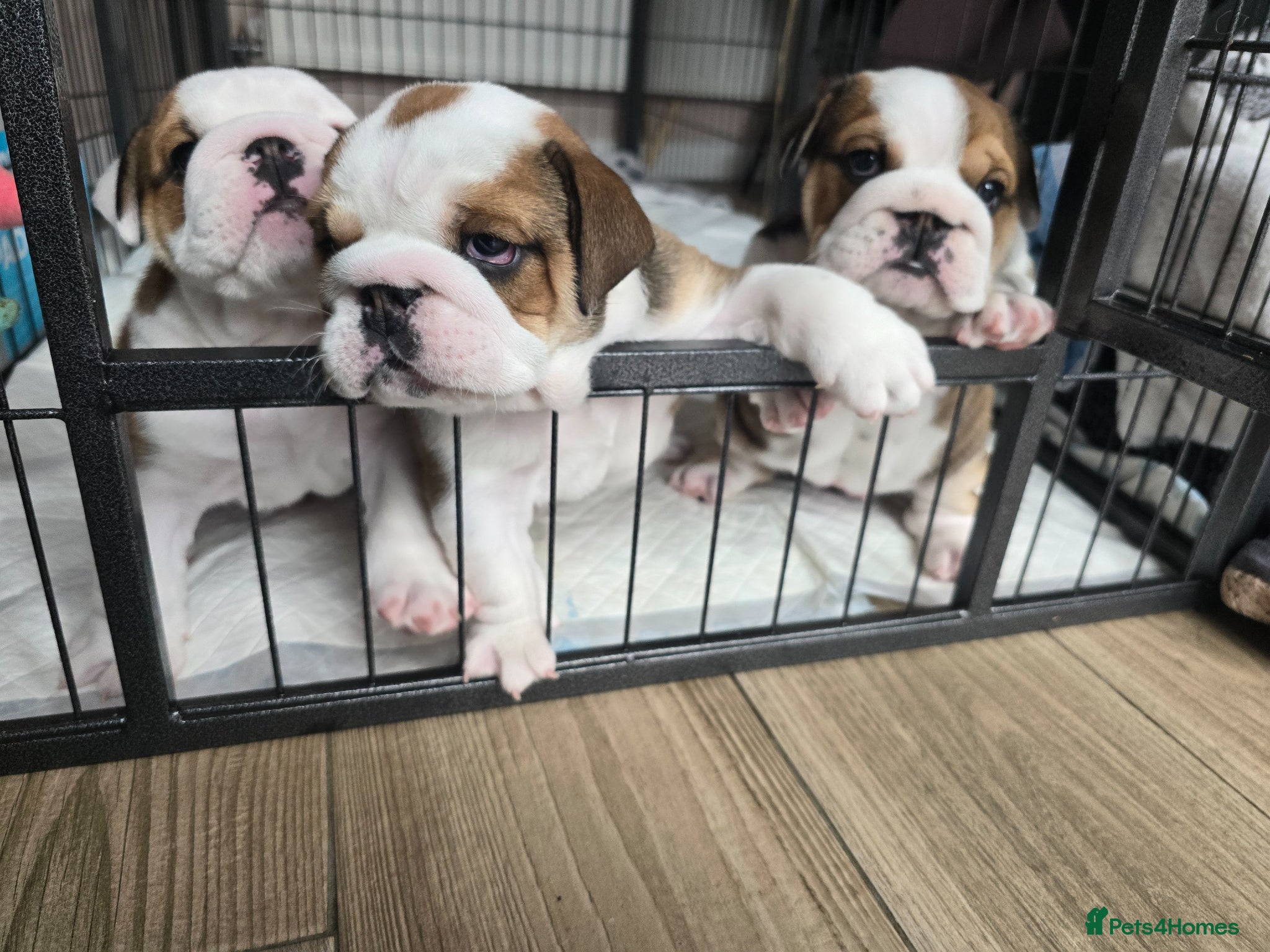 English Bulldog dogs 2🐶KC❗️registered English bulldog puppies✨️🔥 - Advert 2